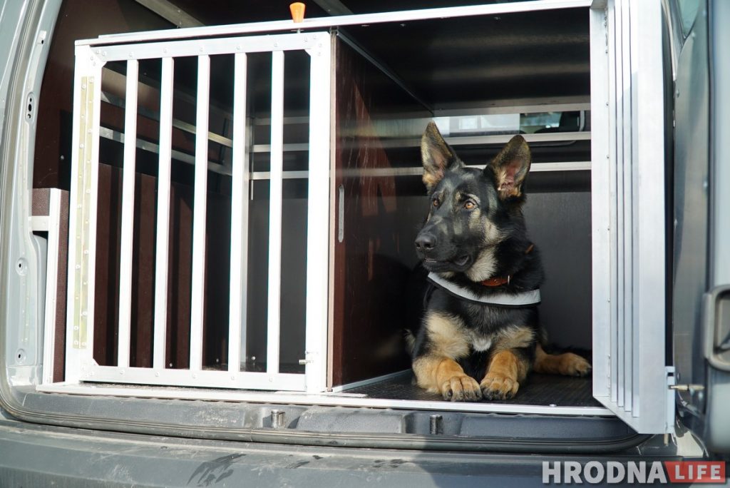 Собаки на границе.