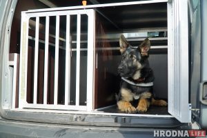 Собаки на границе.