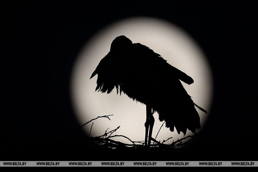 Как выглядит главное суперлуние 2020 года над Гродно