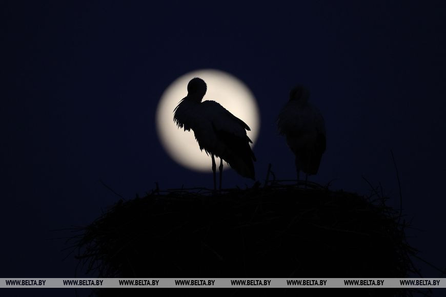 Как выглядит главное суперлуние 2020 года над Гродно