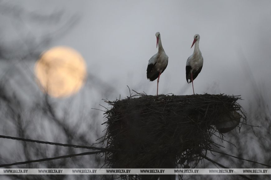 Как выглядит главное суперлуние 2020 года над Гродно