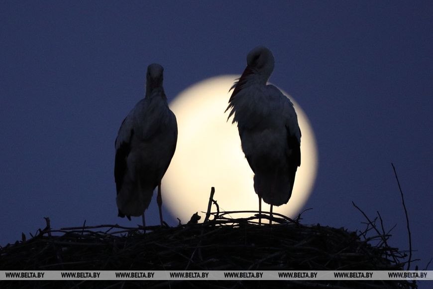 Как выглядит главное суперлуние 2020 года над Гродно