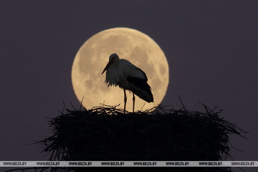 Как выглядит главное суперлуние 2020 года над Гродно
