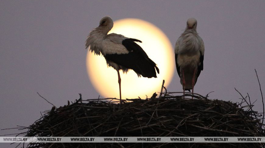 Как выглядит главное суперлуние 2020 года над Гродно