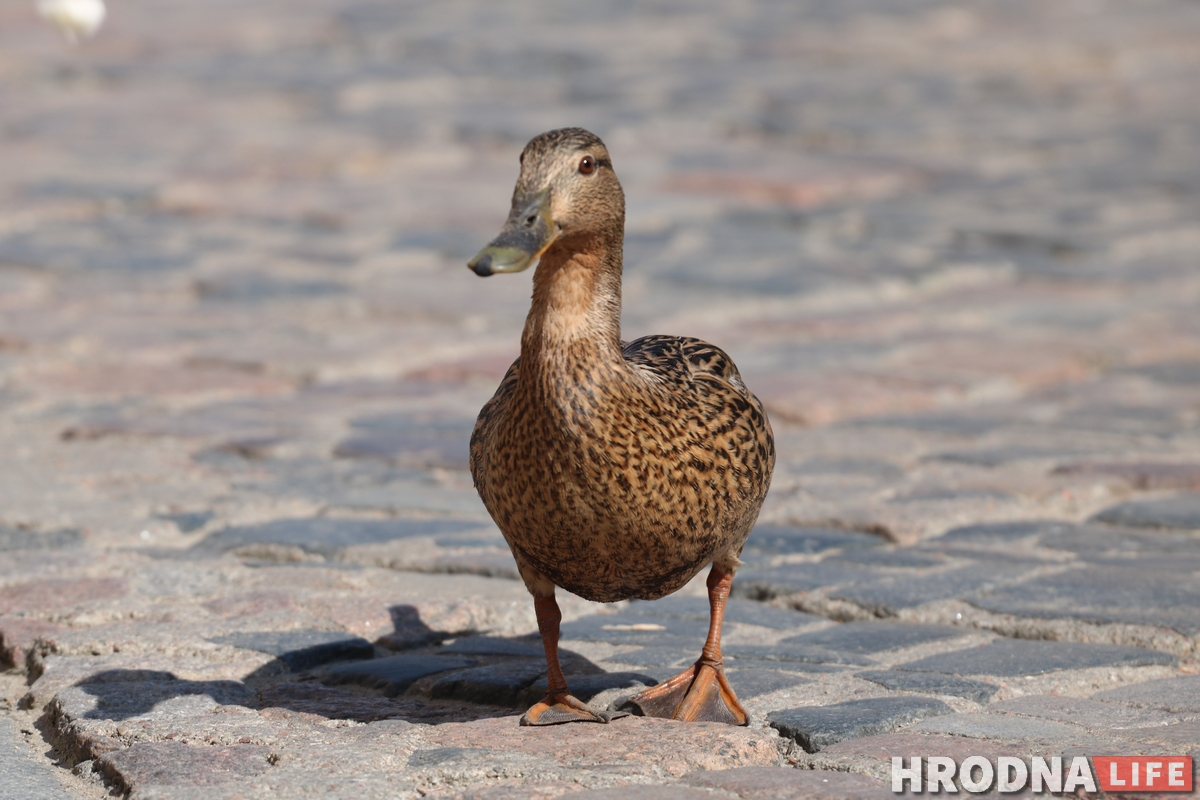 Милота дня: на Советской снова разгуливают утки