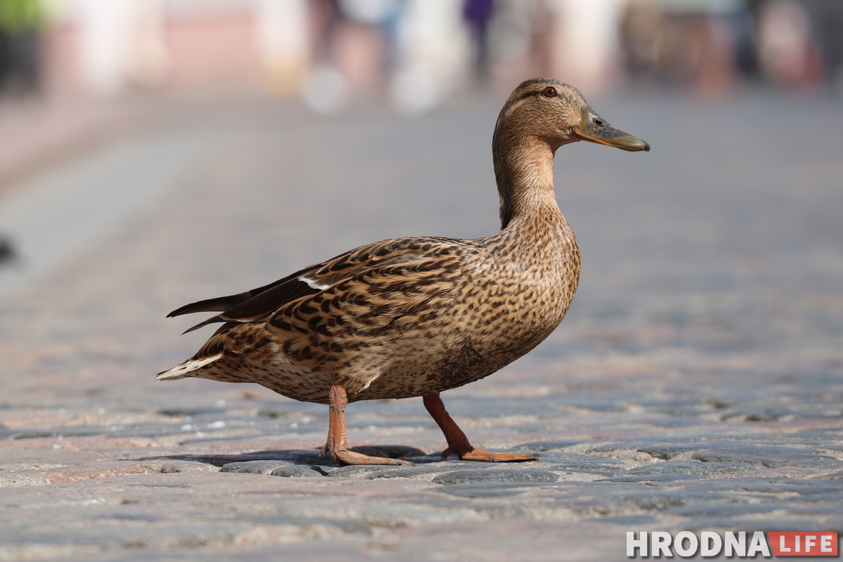 Милота дня: на Советской снова разгуливают утки