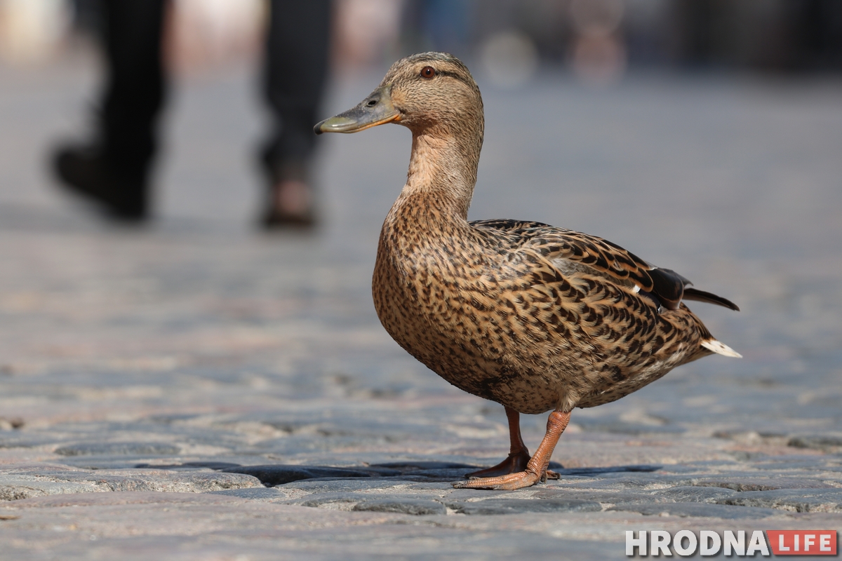 Милота дня: на Советской снова разгуливают утки