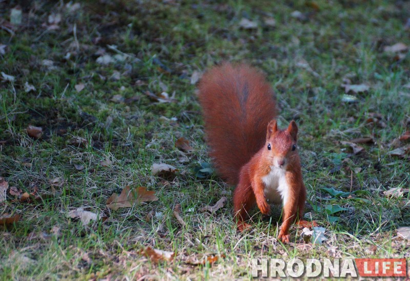 Зачем белкам забор, а колясочникам - пандусы. Коммунальники то слышат Юлию Коледу, то не слышат, а она все равно пишет