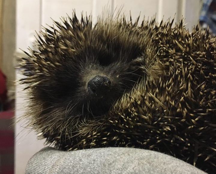 Семья из Гродно перевела детей в сельскую школу - подальше от коронавируса. Вот что получилось