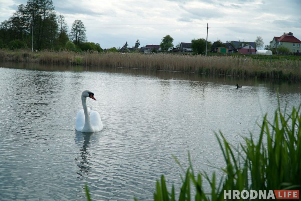 Словил хайп и стал фермером. Программист из Гродно закапывает гречку в землю и выращивает ягоды годжи
