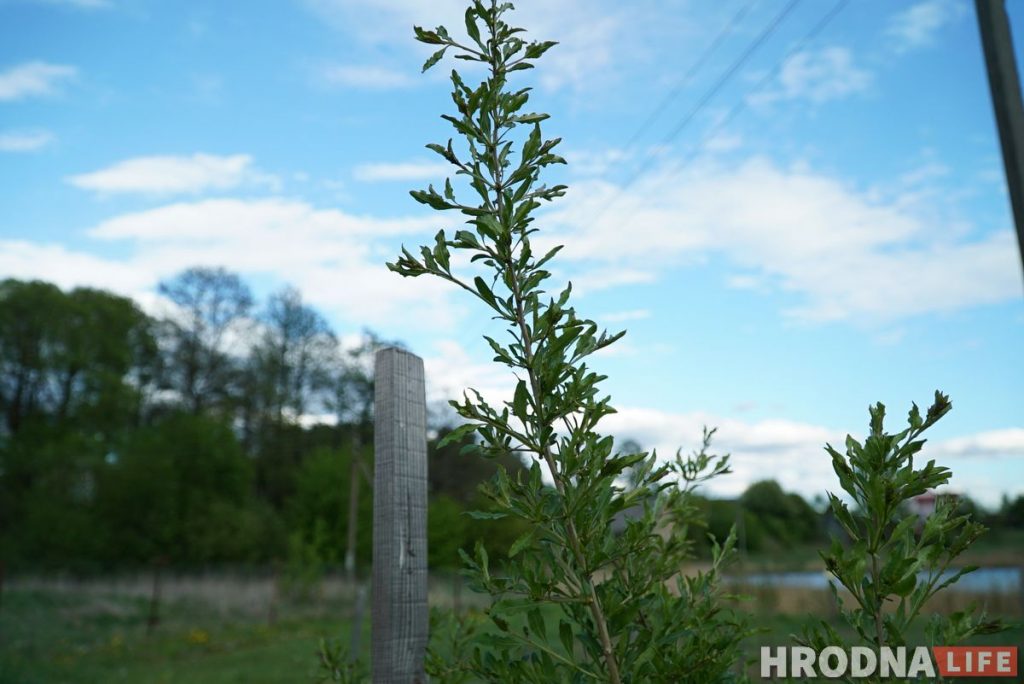 Словил хайп и стал фермером. Программист из Гродно закапывает гречку в землю и выращивает ягоды годжи