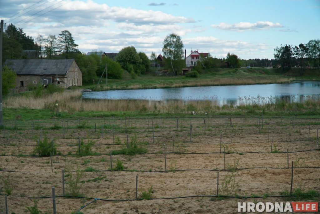 Словил хайп и стал фермером. Программист из Гродно закапывает гречку в землю и выращивает ягоды годжи