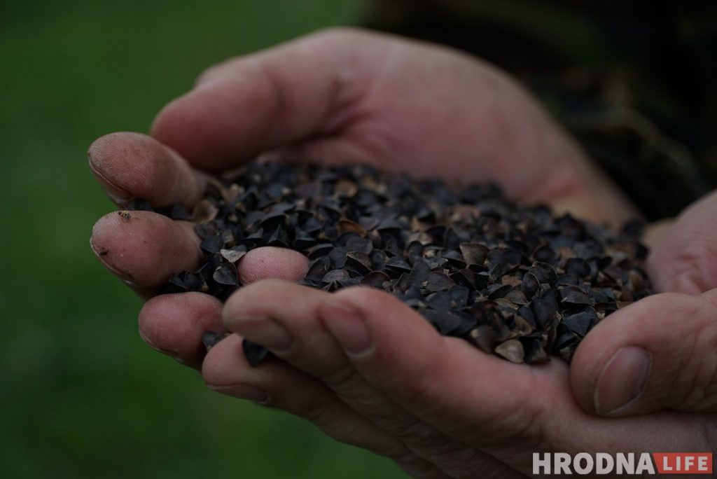 Словил хайп и стал фермером. Программист из Гродно закапывает гречку в землю и выращивает ягоды годжи