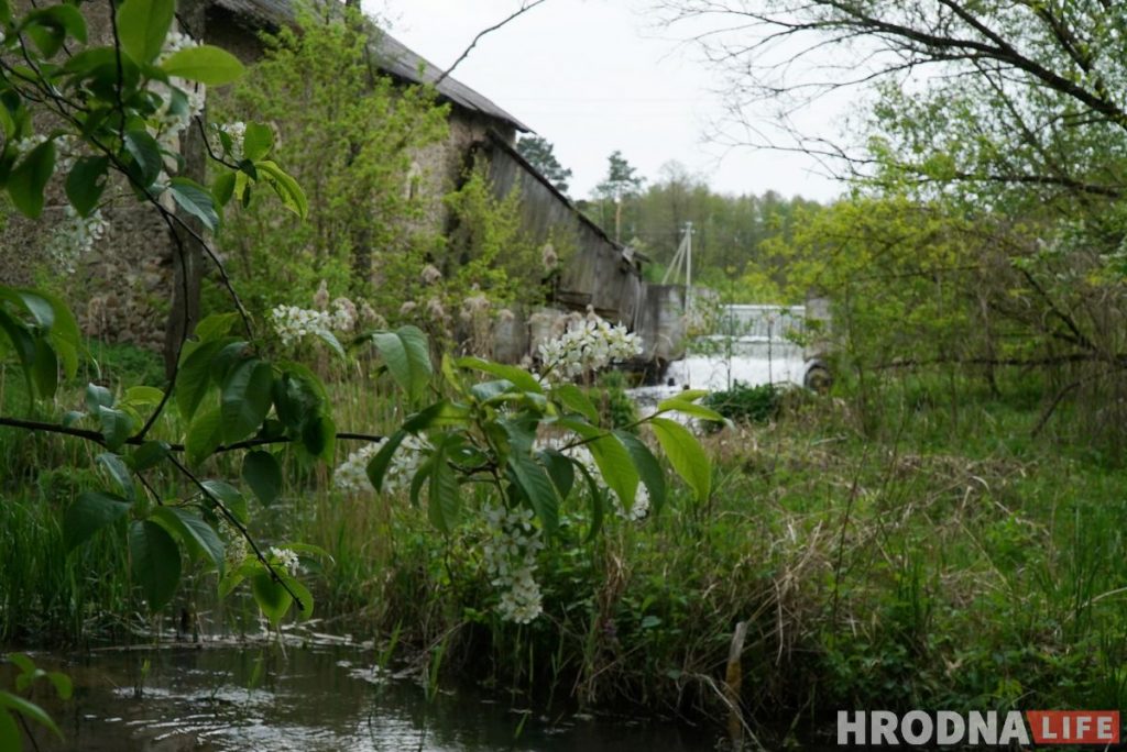 Словил хайп и стал фермером. Программист из Гродно закапывает гречку в землю и выращивает ягоды годжи
