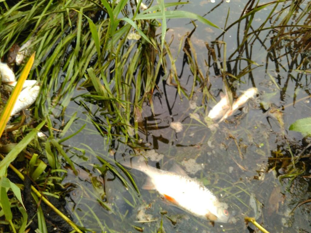 Массовый мор рыбы произошел в Немане