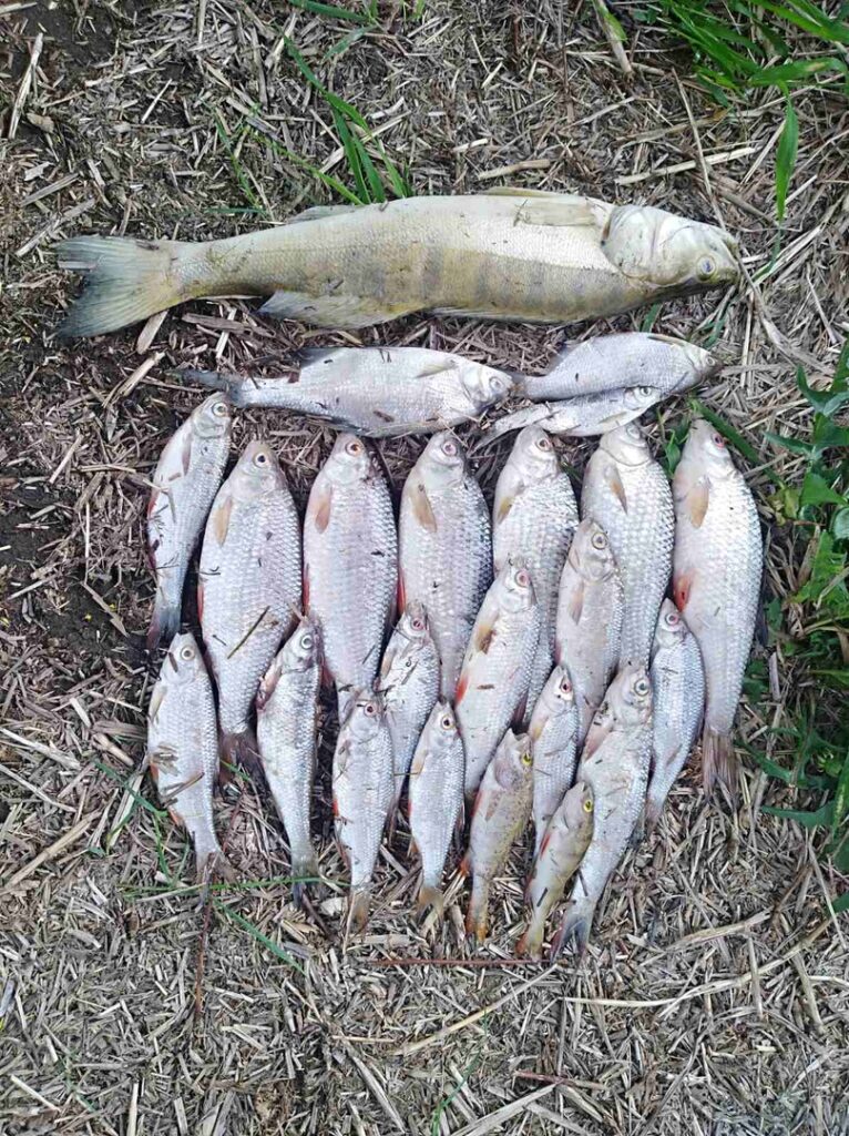 Массовый мор рыбы произошел в Немане