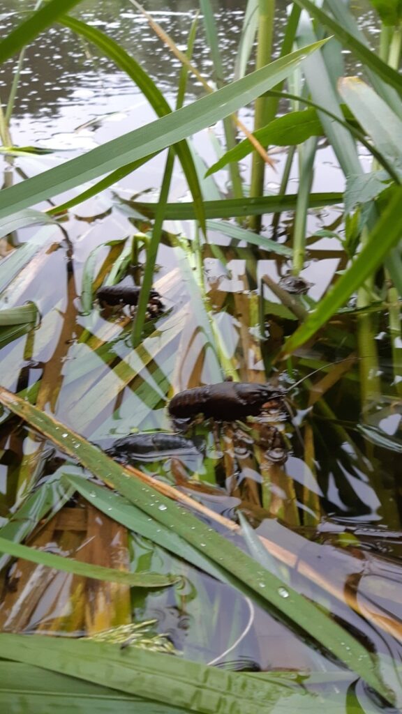 Массовый мор рыбы произошел в Немане