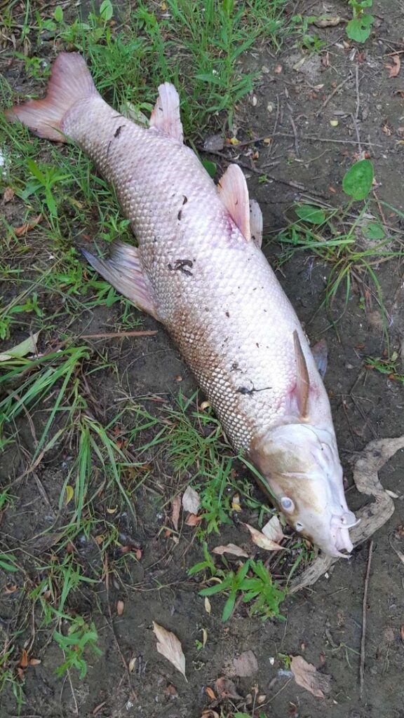 Массовый мор рыбы произошел в Немане