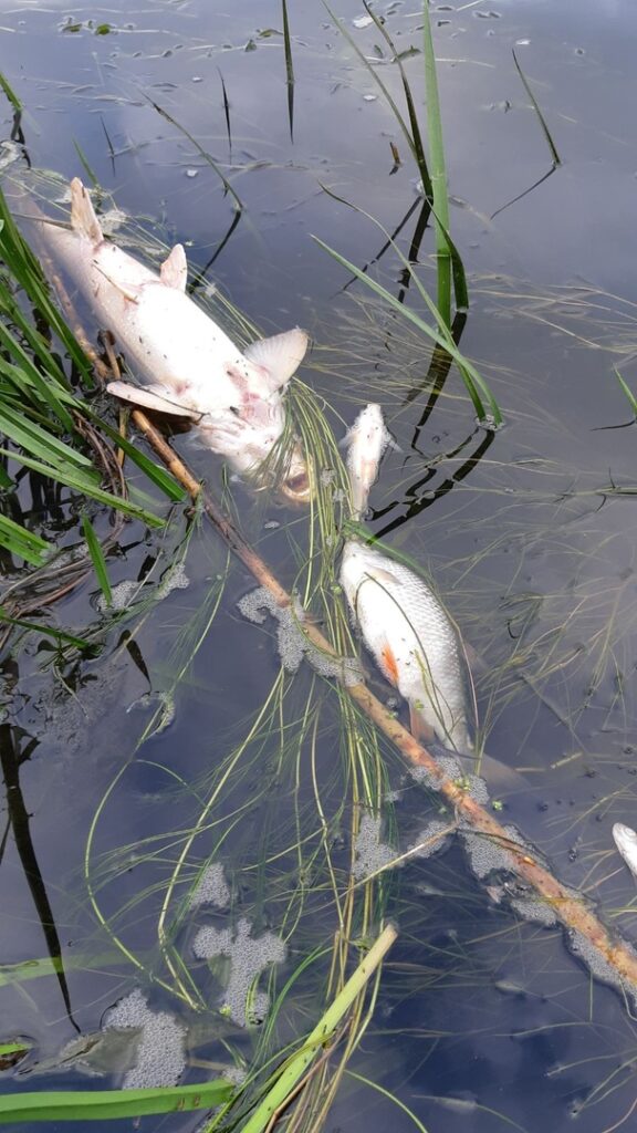 Массовый мор рыбы произошел в Немане