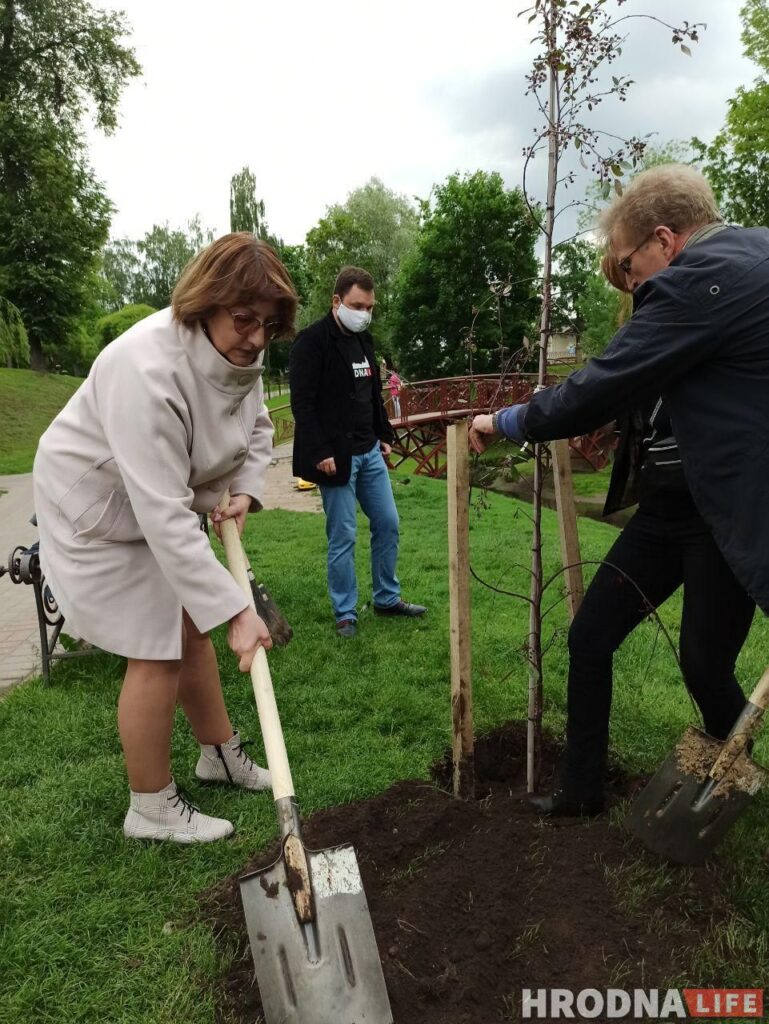 Журналисты посадили ивы, а главный архитектор – ягодную яблоню. В парке Жилибера появились новые деревья