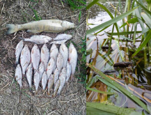 Гродненец попросил Администрацию президента проверить мор рыбы в Немане