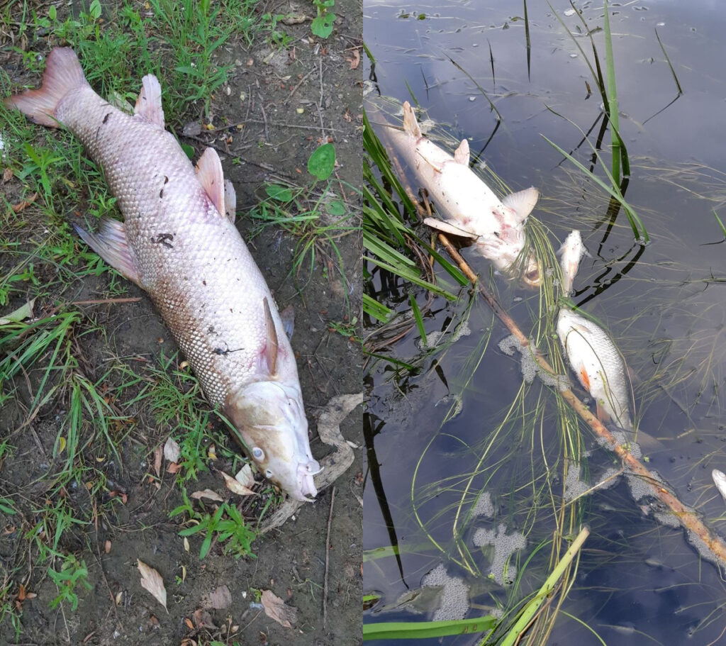 В Литве опубликовали первые результаты проб воды из Немана