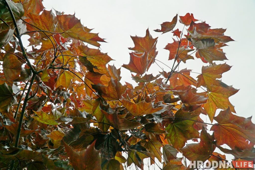 В Новогрудке не могут собрать деньги на памятный знак семье, которая спасала евреев из гетто