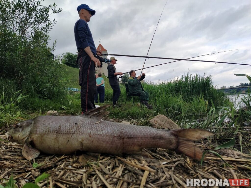 Массовый мор рыбы произошел в Немане