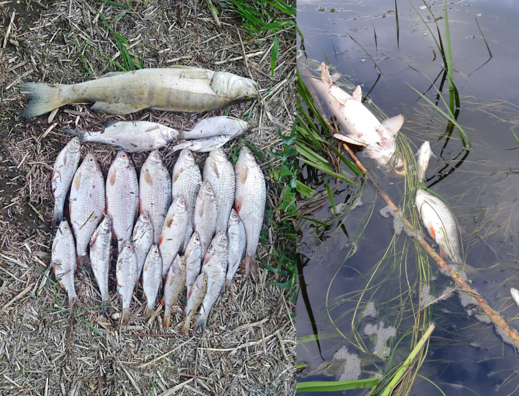 Минприроды: рыба в Немане погибла из-за болотной воды Минприроды: рыба в Немане погибла из-за болотной воды