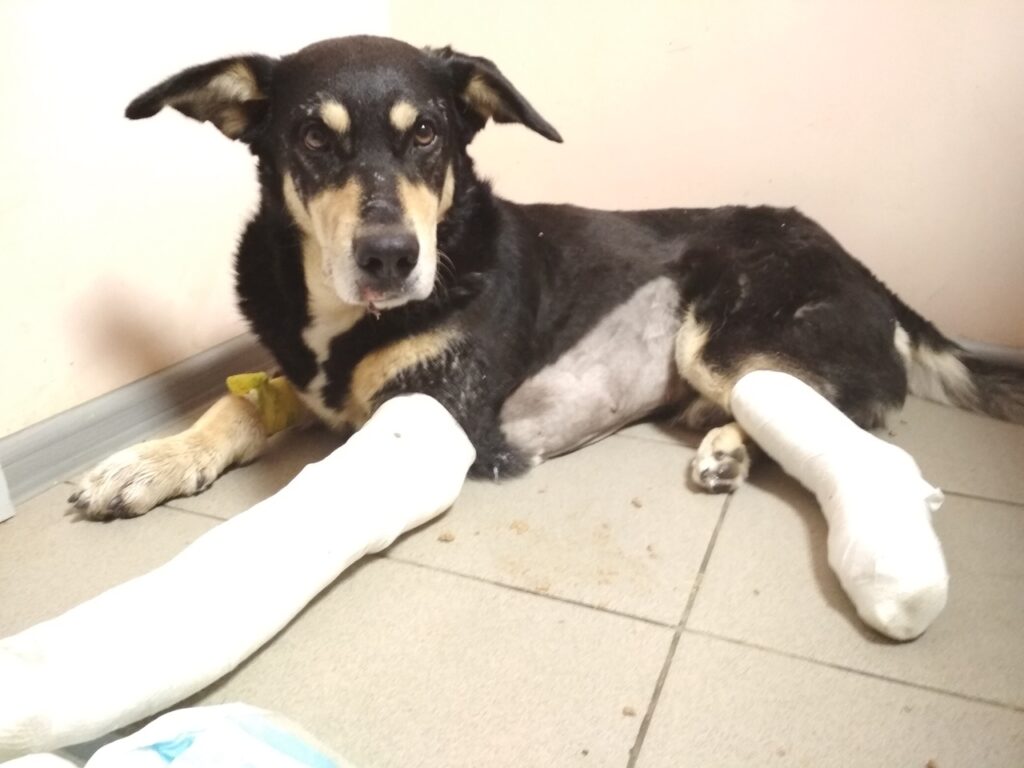 Путешествия Грея: как собака выпала из окна в Гродно и готовится переехать в США