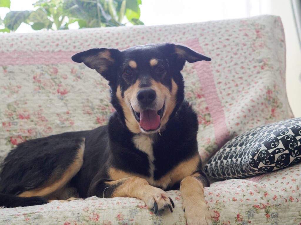 Путешествия Грея: как собака выпала из окна в Гродно и готовится переехать в США