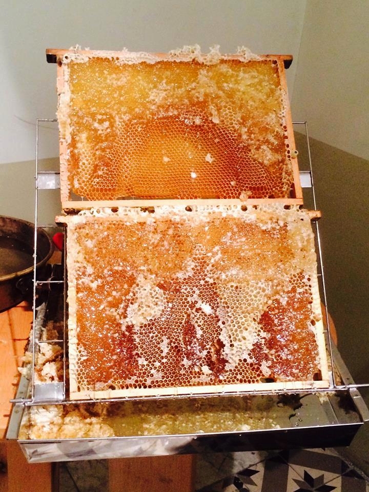 Правильные пчелы живут на крыше. Зачем ставить ульи в городе?