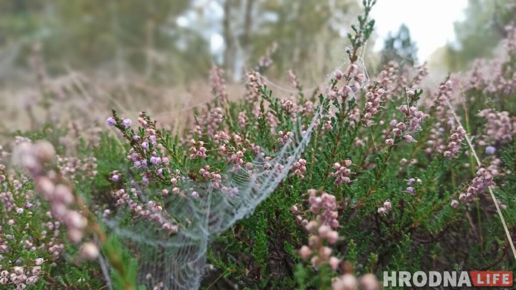 Грибодиета, грибофитнес и гриботерапия. Партизанские способы похудения от редакторки Hrodna.life