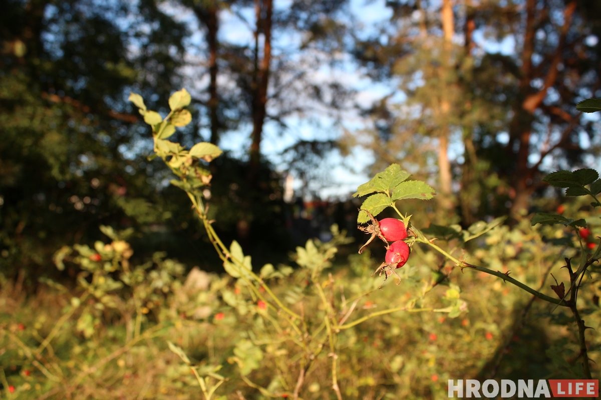 Самый счастливый транспорт для “Шляху Тызенгауза”. Под Гродно открыли новый веломаршрут