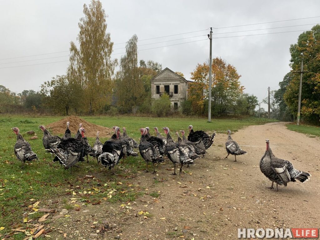 Путешествие под зонтом: замки Любчи и Новогрудка, самый старый костел и музей под открытым небом - за 1 день и 280 километров