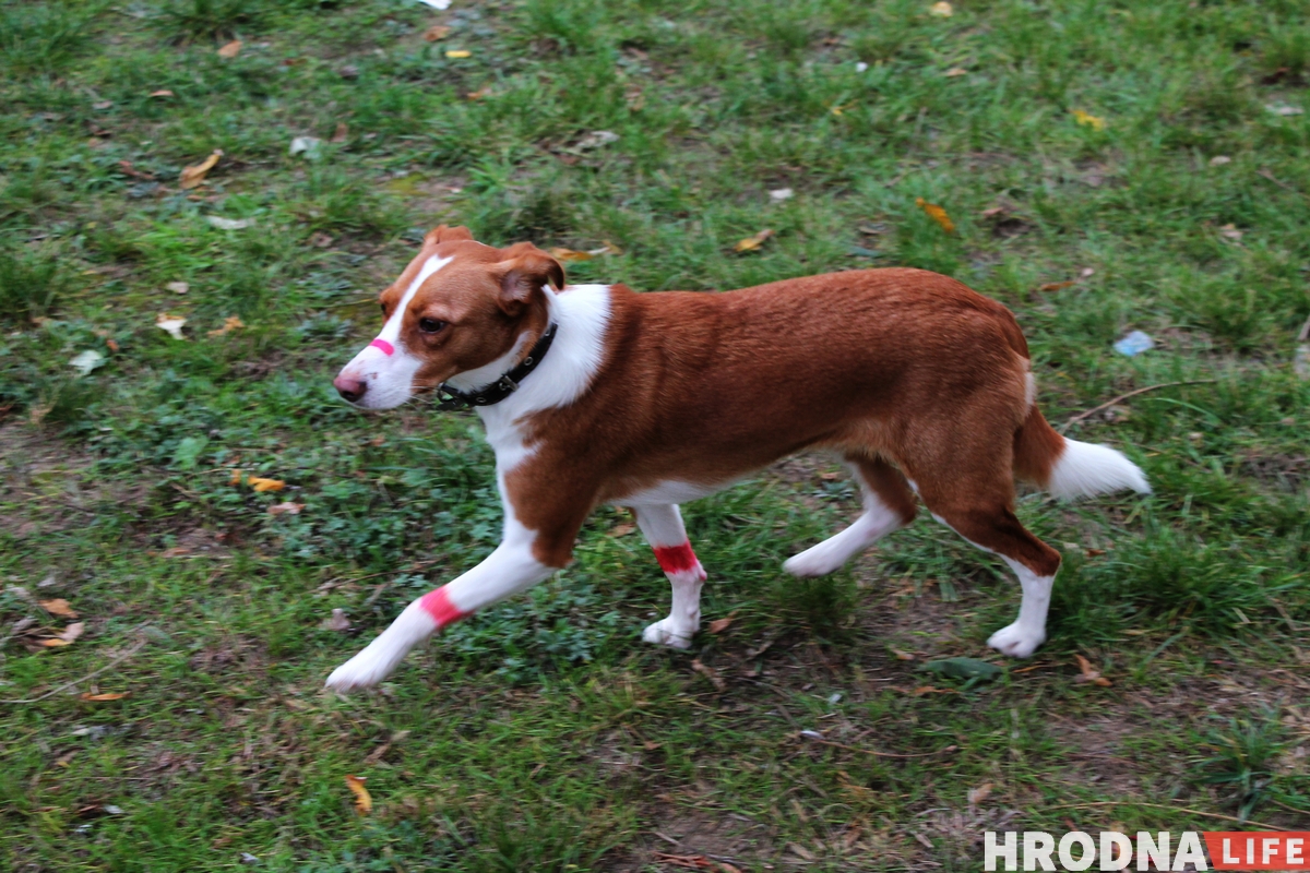 Гродненцы устроили дворовой фестиваль ко Дню матери. К ним приехала милиция