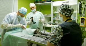 В Лиде впервые в Беларуси сделали операцию по протезированию коту В Лиде впервые в Беларуси сделали операцию по протезированию коту