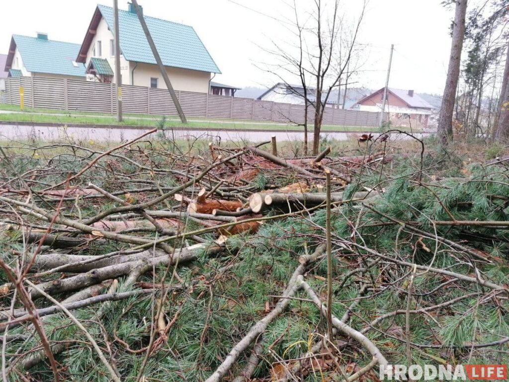 Жители Лососно недовольны вырубкой деревьев. Лесники: «Все законно»