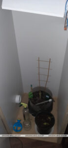 Гродненец выращивал коноплю в шкафу