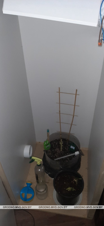 Гродненец выращивал коноплю в шкафу