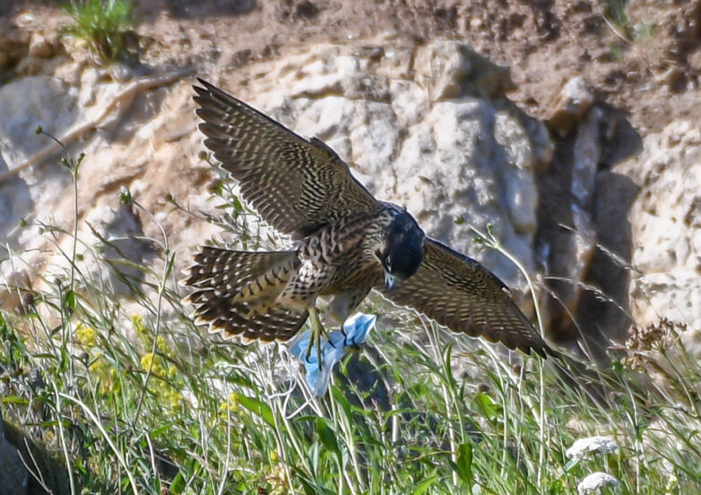 Следы пандемии. Что делать с масками, чтобы не вредить себе и природе