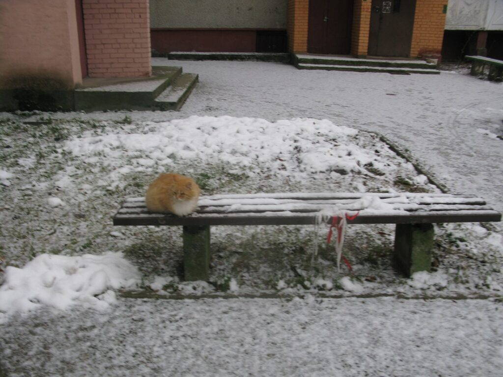 Кот в Мостах "проштрафился" на 200 базовых. За что могут наказать по новому административному кодексу