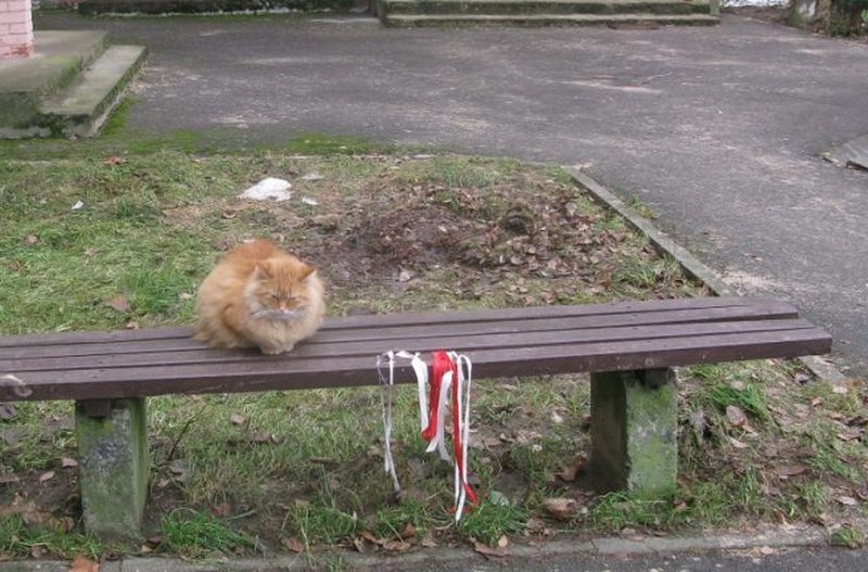 Кот в Мостах "проштрафился" на 200 базовых. За что могут наказать по новому административному кодексу Кот в Мостах пикетирует с б-ч-б-ленточками пятый месяц подряд