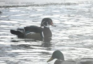 В морозы под Гродно обнаружили новый вид птиц для Беларуси – каролинскую утку В морозы под Гродно обнаружили новый вид птиц для Беларуси – каролинскую утку