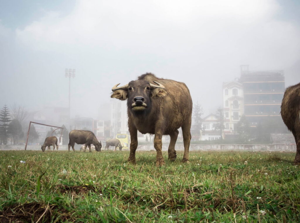 «Сухой закон», девальвация и новое кладбище: чем запомнились прошлые годы Быка в Гродно год быка