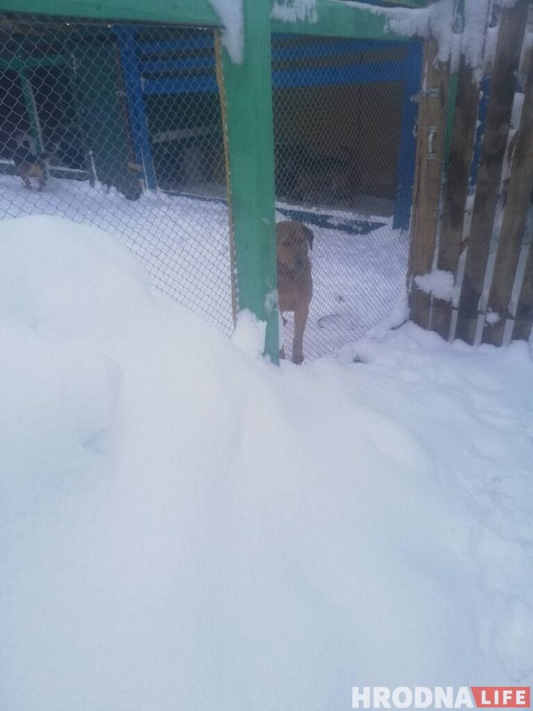 Спасли из сугробов: гродненцы помогли волонтерам расчистить заваленный снегом "домик для собак"