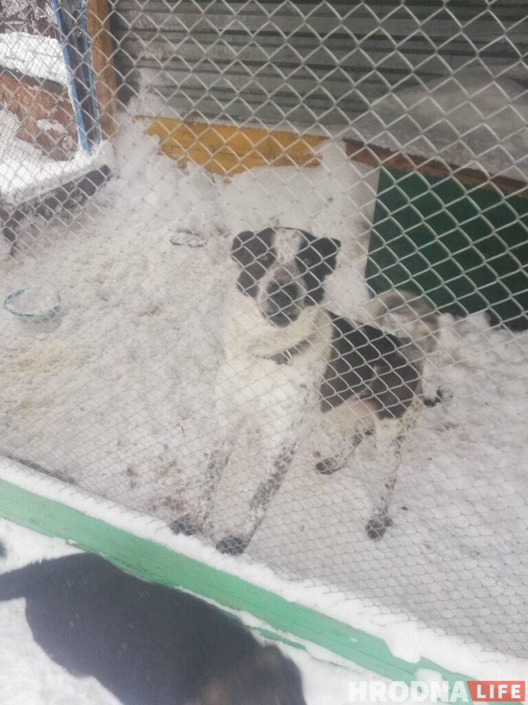 Спасли из сугробов: гродненцы помогли волонтерам расчистить заваленный снегом "домик для собак"