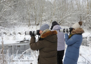 Любите птиц и фотографировать? Участвуйте в чемпионате по фотобёрдингу вместо нас