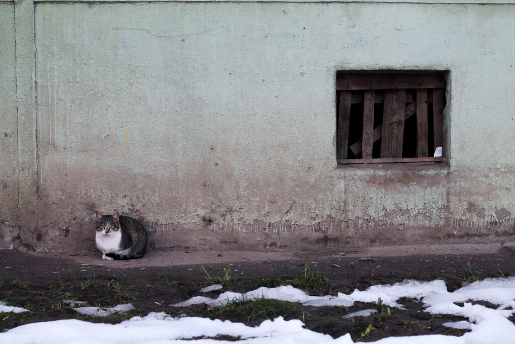 Как помочь бездомному животному и не навредить себе?