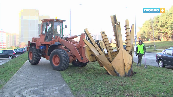 Говорят:  “деревья”, а сажают “прутики”. Почему Гродно до сих пор не утопает в парках, и зачем нам схема озеленения